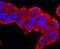 S100 Calcium Binding Protein A9 antibody, A00380, Boster Biological Technology, Immunocytochemistry image 