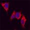 Metadherin antibody, AF7644, R&D Systems, Immunocytochemistry image 