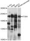 Integrin Subunit Beta 4 antibody, MBS126040, MyBioSource, Western Blot image 