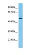 Granulin Precursor antibody, orb330766, Biorbyt, Western Blot image 