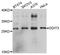 DNA Damage Inducible Transcript 3 antibody, LS-C746945, Lifespan Biosciences, Western Blot image 