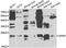 Growth Factor, Augmenter Of Liver Regeneration antibody, STJ27416, St John