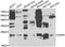 HPO antibody, STJ27416, St John