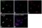 ALDH1A2 antibody, PA5-22377, Invitrogen Antibodies, Immunofluorescence image 