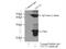 Tetratricopeptide Repeat Domain 32 antibody, 25422-1-AP, Proteintech Group, Immunoprecipitation image 