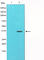 Jun Proto-Oncogene, AP-1 Transcription Factor Subunit antibody, abx012201, Abbexa, Western Blot image 