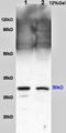 Interleukin 1 Beta antibody, orb101745, Biorbyt, Western Blot image 