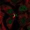 Ladybird Homeobox 2 antibody, NBP2-14186, Novus Biologicals, Immunocytochemistry image 