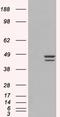 Interferon Regulatory Factor 2 antibody, LS-C55012, Lifespan Biosciences, Western Blot image 
