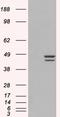 Interferon regulatory factor 2 antibody, LS-C55012, Lifespan Biosciences, Western Blot image 