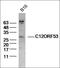 Krev interaction trapped protein 1 antibody, orb1123, Biorbyt, Western Blot image 