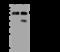 Chloride Channel CLIC Like 1 antibody, 201365-T44, Sino Biological, Western Blot image 