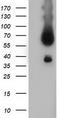 BTN antibody, TA501527, Origene, Western Blot image 