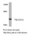 Thioredoxin Reductase 2 antibody, LS-C176357, Lifespan Biosciences, Western Blot image 