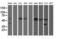AP2M1 antibody, LS-C337386, Lifespan Biosciences, Western Blot image 