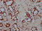 H6 Family Homeobox 2 antibody, LS-C680607, Lifespan Biosciences, Immunohistochemistry paraffin image 