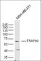 Chemokine-like receptor 1 antibody, orb156409, Biorbyt, Western Blot image 