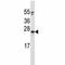 KRAS Proto-Oncogene, GTPase antibody, F44713-0.4ML, NSJ Bioreagents, Western Blot image 
