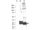 Microfibril Associated Protein 5 antibody, A07400, Boster Biological Technology, Western Blot image 