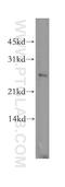Distal-Less Homeobox 1 antibody, 13046-1-AP, Proteintech Group, Western Blot image 