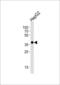 Olfactory Receptor Family 2 Subfamily M Member 7 antibody, LS-C163171, Lifespan Biosciences, Western Blot image 