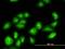 Tubulin alpha-3C/D chain antibody, orb89814, Biorbyt, Immunofluorescence image 