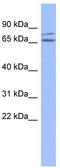 Zinc Finger Protein 791 antibody, TA345580, Origene, Western Blot image 