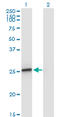 Amelogenin X-Linked antibody, LS-C196652, Lifespan Biosciences, Western Blot image 