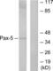 Paired Box 5 antibody, LS-C118552, Lifespan Biosciences, Western Blot image 