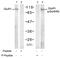 GluA1 antibody, GTX79065, GeneTex, Western Blot image 