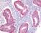 SRY-Box 2 antibody, NB110-37235, Novus Biologicals, Immunohistochemistry frozen image 
