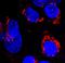 Alpha Fetoprotein antibody, MAB1369, R&D Systems, Immunofluorescence image 