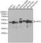 Neutrophil Cytosolic Factor 1 antibody, 14-032, ProSci, Western Blot image 