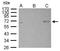 Protein Kinase AMP-Activated Catalytic Subunit Alpha 2 antibody, GTX103487, GeneTex, Immunoprecipitation image 