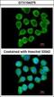 RELT TNF Receptor antibody, GTX104275, GeneTex, Immunofluorescence image 