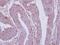 Dpy-19 Like 4 antibody, PA5-28515, Invitrogen Antibodies, Immunohistochemistry frozen image 