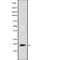 Ferredoxin 1 antibody, abx215326, Abbexa, Western Blot image 