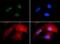 Tumor Protein P53 Binding Protein 1 antibody, GTX30658, GeneTex, Immunofluorescence image 