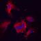 Endothelin 1 antibody, MAB3440, R&D Systems, Immunocytochemistry image 