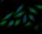 Lysyl Oxidase Like 2 antibody, NBP2-76946, Novus Biologicals, Immunofluorescence image 