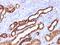 Lymphocyte Antigen 75 antibody, NBP2-48405, Novus Biologicals, Immunohistochemistry paraffin image 