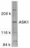 Mitogen-Activated Protein Kinase Kinase Kinase 5 antibody, AP05790PU-N, Origene, Western Blot image 