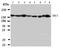 TSC Complex Subunit 1 antibody, LS-C313152, Lifespan Biosciences, Western Blot image 