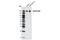 ERBB2 antibody, 3250S, Cell Signaling Technology, Western Blot image 