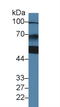 Insulin Like Growth Factor 2 MRNA Binding Protein 1 antibody, LS-C297028, Lifespan Biosciences, Western Blot image 