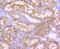 10-FTHFDH antibody, NBP2-75399, Novus Biologicals, Immunohistochemistry paraffin image 