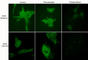 Actin Alpha 1, Skeletal Muscle antibody, AP1651, ECM Biosciences, Immunocytochemistry image 