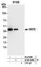 GDP-Mannose 4,6-Dehydratase antibody, A305-508A, Bethyl Labs, Immunoprecipitation image 