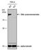 DNA Polymerase Beta antibody, PA5-78112, Invitrogen Antibodies, Western Blot image 