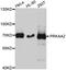 5 -AMP-activated protein kinase catalytic subunit alpha-2 antibody, STJ25114, St John